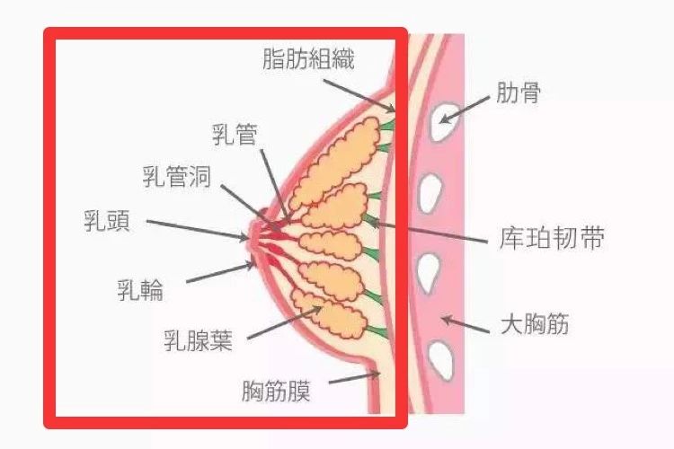 丰胸可以改善乳头内陷吗?