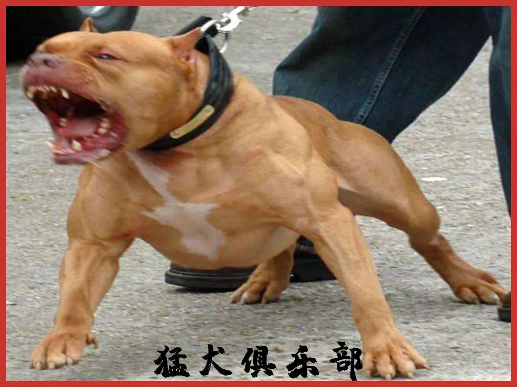 3000元与3万元的比特犬,差别究竟在哪?_四肢