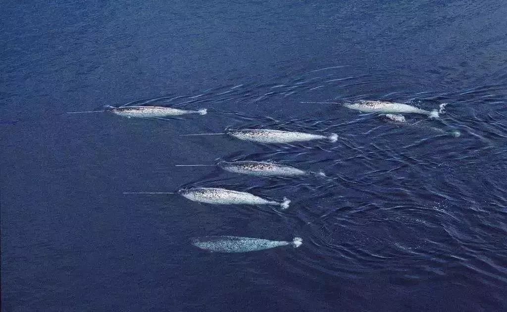会玩| 抹香鲸一辈子93%的时间都在清醒着等待与你相遇