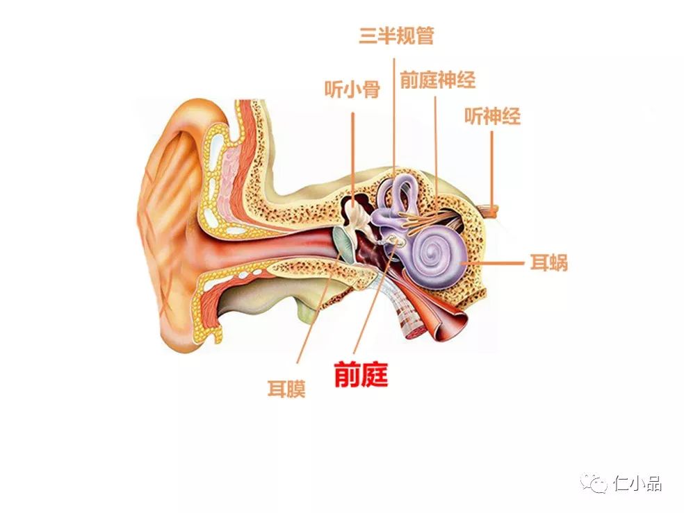 前庭大腺腺口位置图片图片