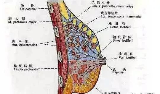 你有幾根