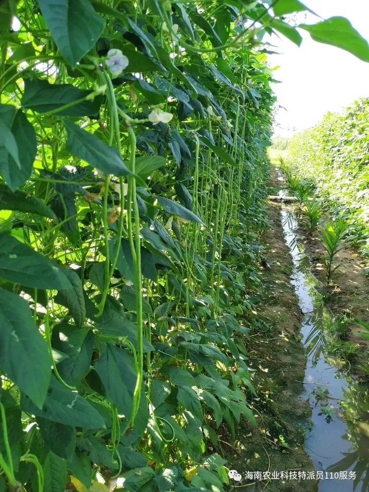 【技术指导】送豇豆种植技术下乡 帮农户排忧解难