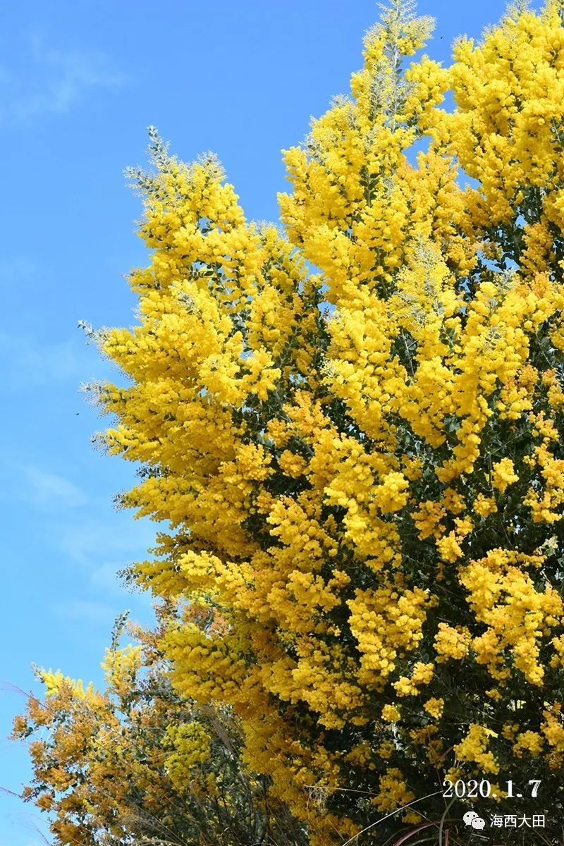 金合歡樹(acacia farnesiana),別名:絨花樹,鴨皂樹,刺球花,消息樹