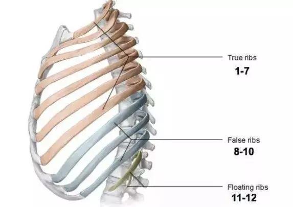2,肋骨在人體的解剖位置肋骨是一種弧形小骨,一端連於軀幹部脊椎骨的