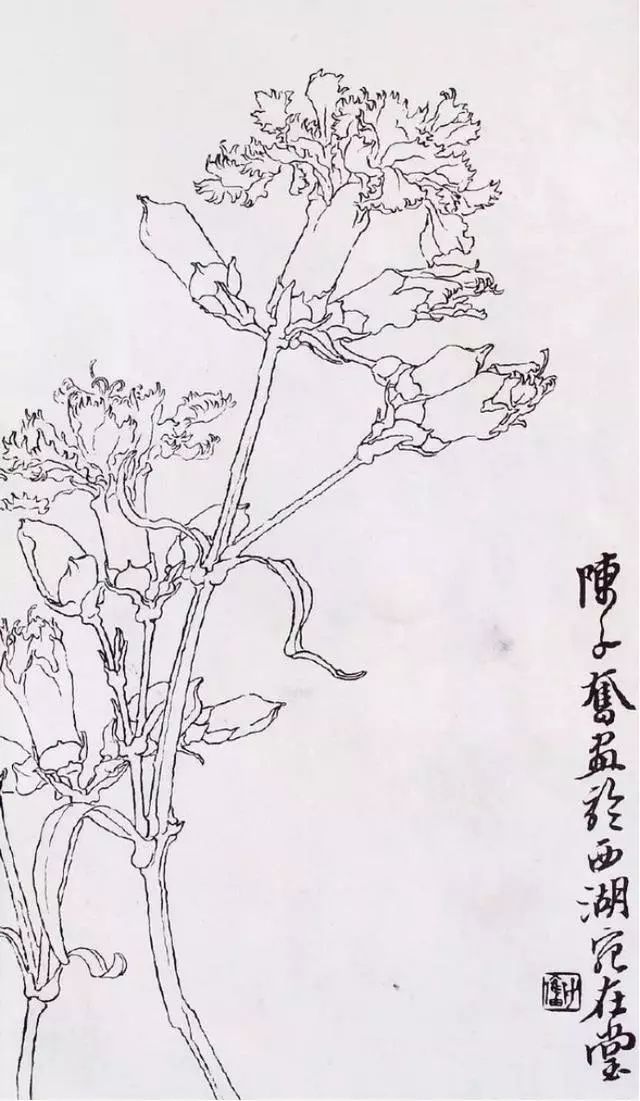 書畫收藏鑑賞長按此圖識別二維碼關注白描花卉臨摹素材