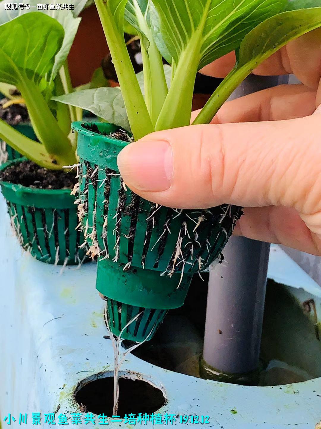 鼓励创新 支持环保:diy二培种植杯怎么做?