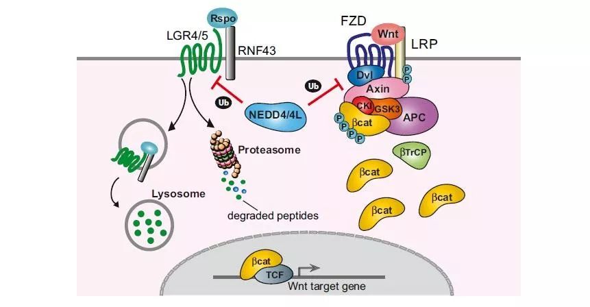 进行蛋白酶体和溶酶体降解,从而负调控wnt/β-catenin信号