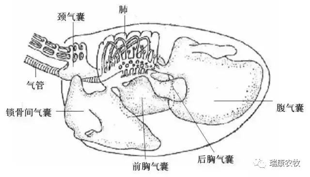 鸡的呼吸系统结构图图片