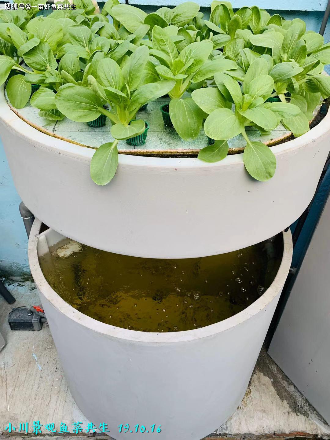 原创鼓励创新支持环保diy二培种植杯怎么做