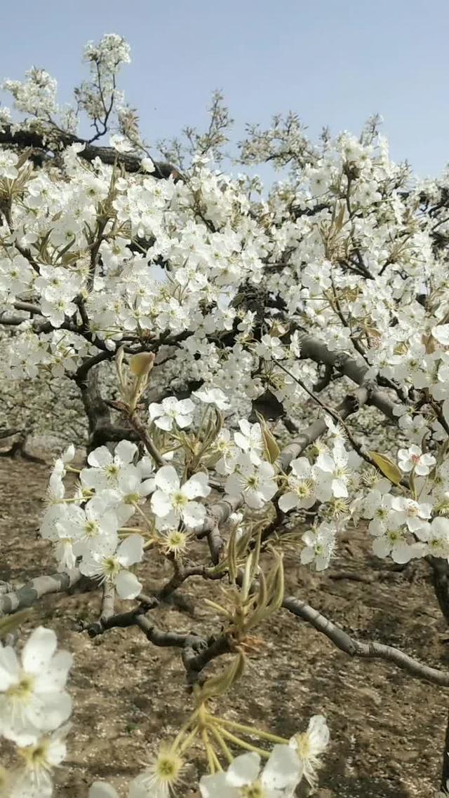 赵县梨花节万亩梨花同时开放你不来我不老扶贫达人在行动