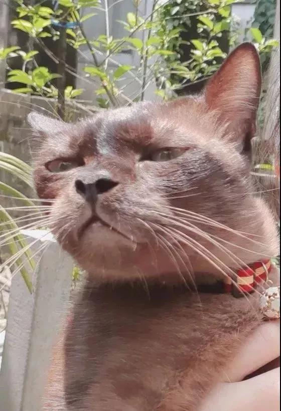 我严重怀疑我家猫是在鄙视我