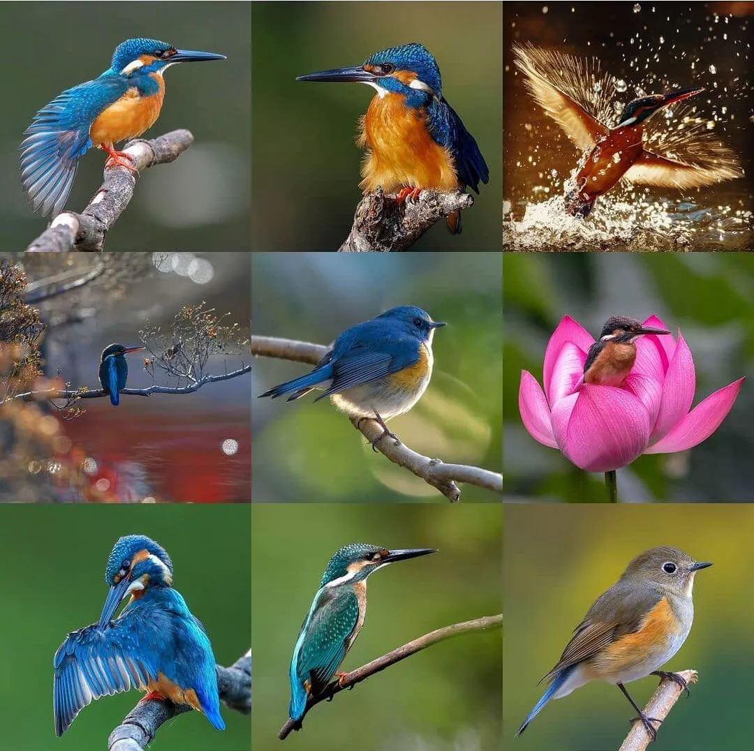 via:ins@birds_captures它们的莺声燕语,凤歌鸾舞,它们的色彩斑斓