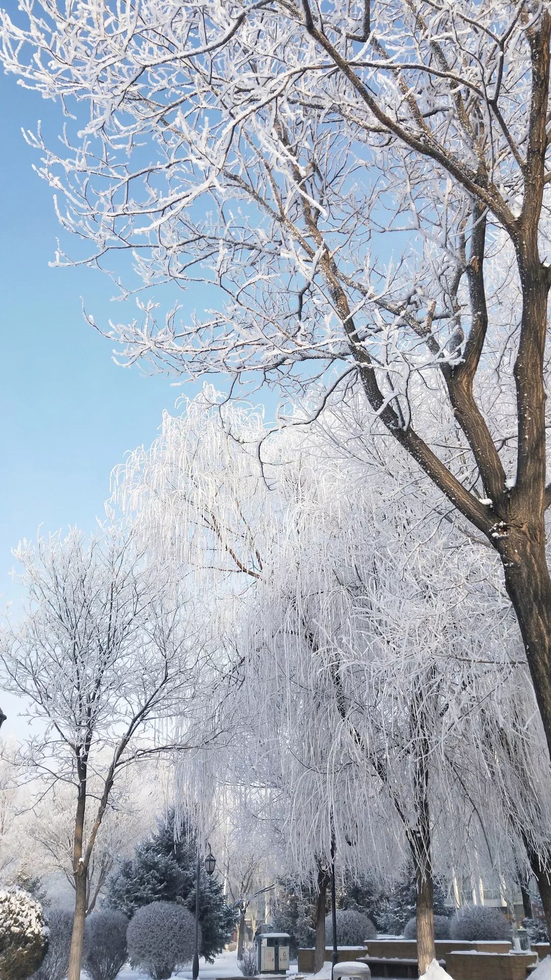 一场雾凇惊艳了鄂尔多斯的这个清晨