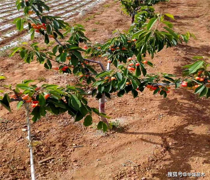 原創俄羅斯8號大櫻桃樹苗基地哪裡有櫻桃樹苗