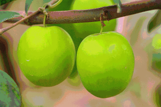 640_426gif 动态图 动图