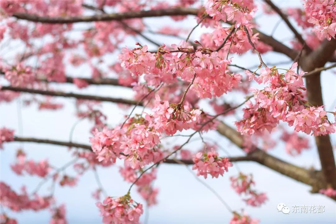2020年漳州东南花都花博园浪漫樱花节门票福利无限送!