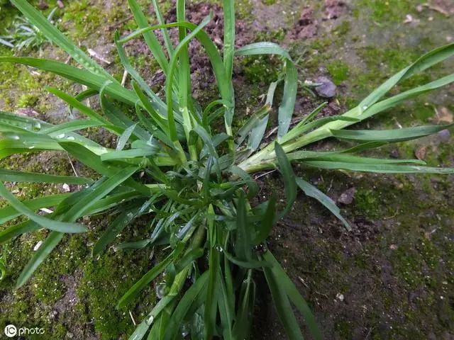 豫东常见野草野菜大全