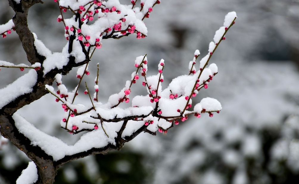 雪中一枝梅极品图图片