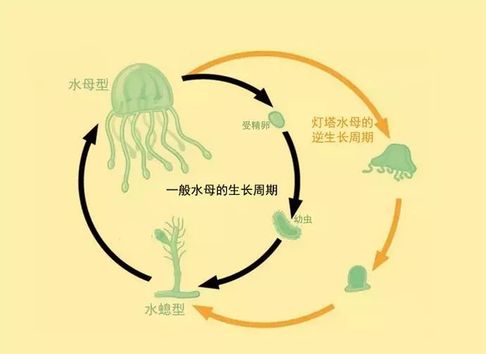 为多个水母型,并且可以无限重复这一过程,相当于一个人从婴儿长大成年