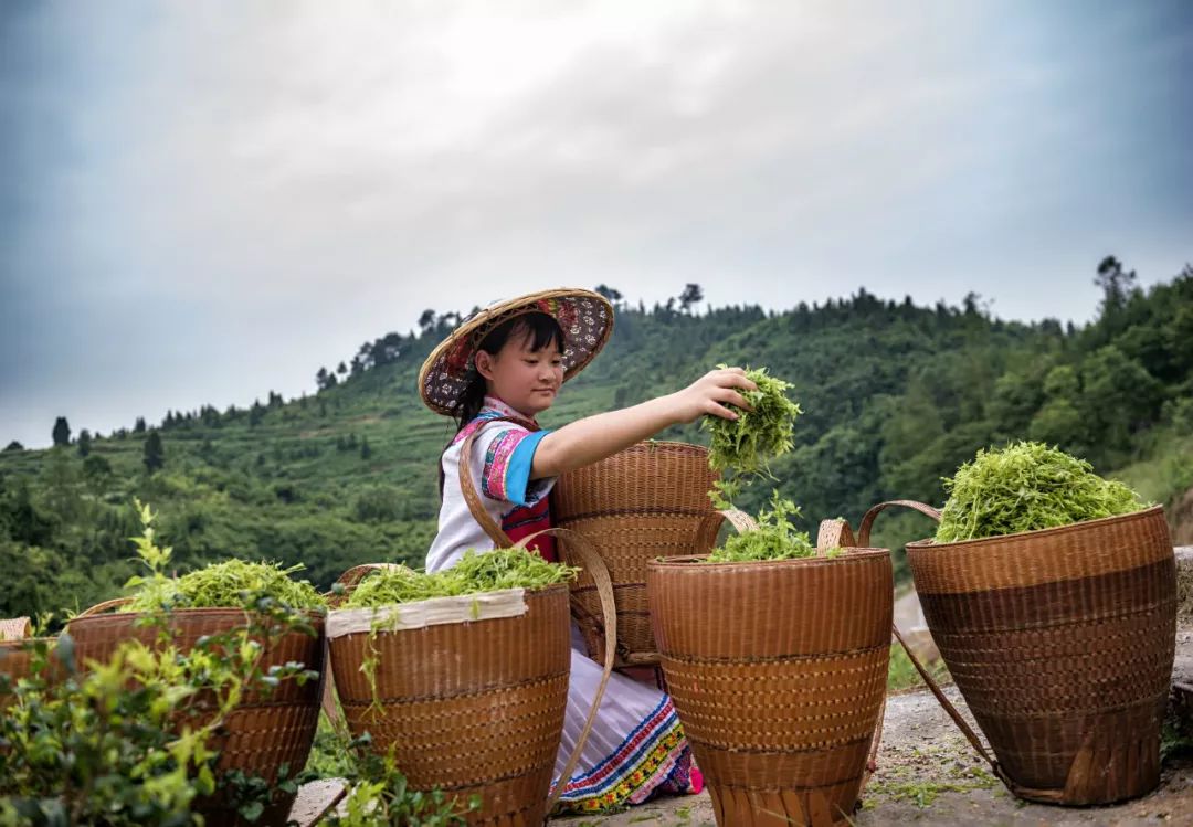 永顺县人民政府与湖南农业大学就莓茶产业发展校县合作成功签约