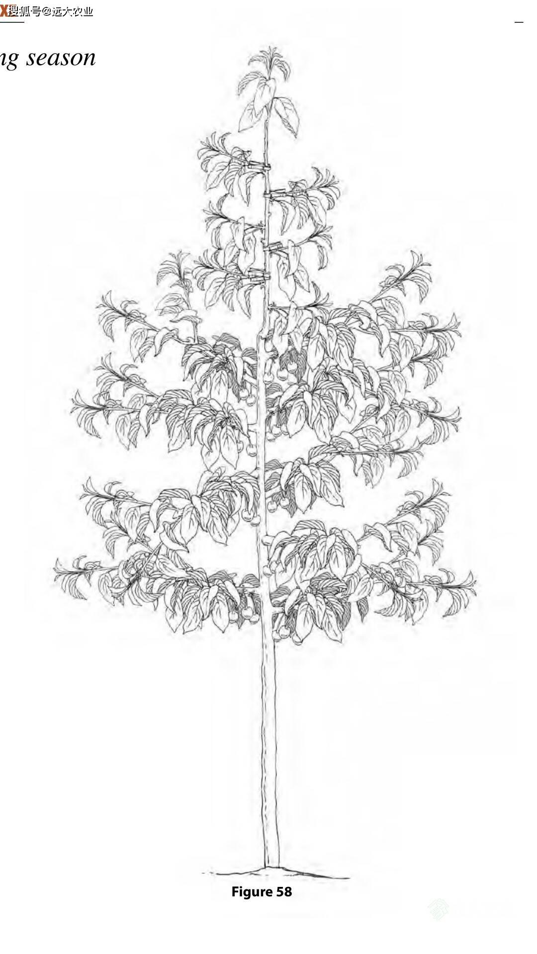 大樱桃树高纺锤树形整形教程