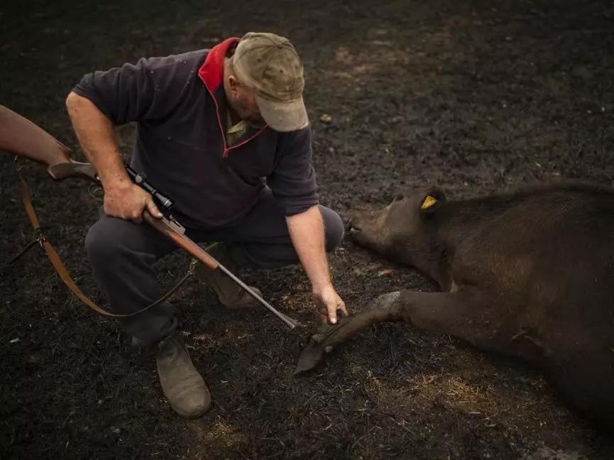 山火迫使农户射杀奶牛澳乳制品行业面临更多不确定性