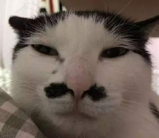 长了一张啥玩意,动漫表情包的脸啊这一瞅,法令纹都出来了