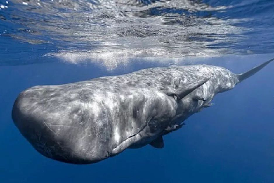 深海水族馆侏儒抹香鲸图片