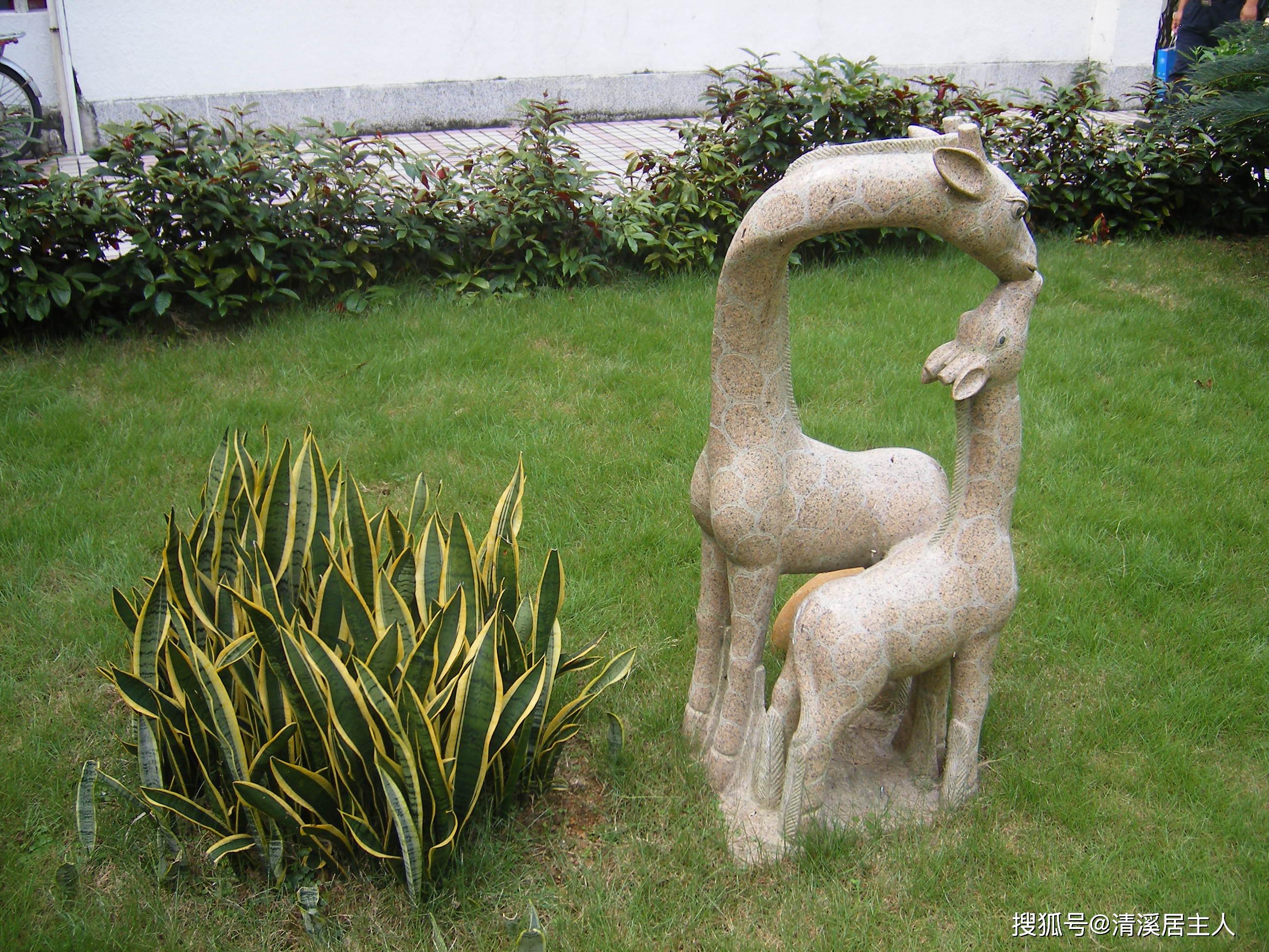 草坪上的小雕塑,很有情调,很温暖.校园走廊.漂亮的游泳池.