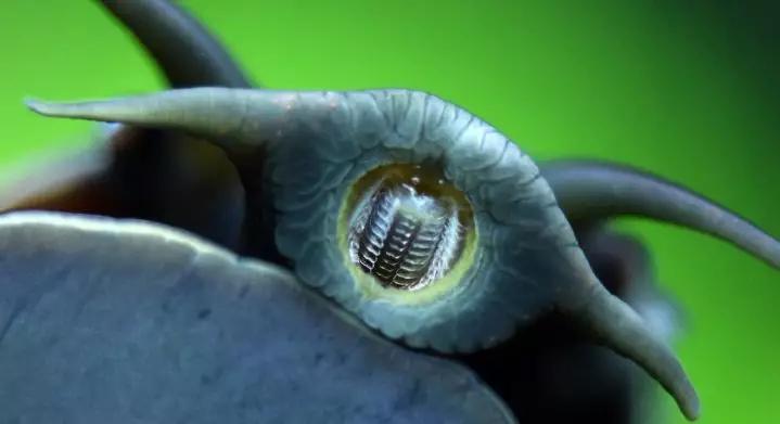 吸血蜗牛图片十大图片