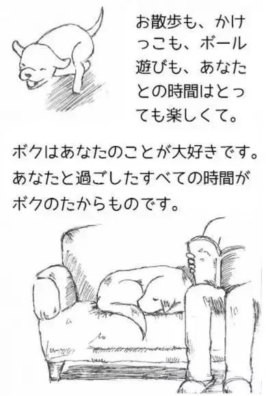 日本数十万只流浪狗被安乐死狗狗死前的心声看哭了100000的人
