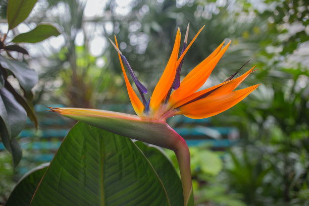 外形独特的花卉——鹤望兰