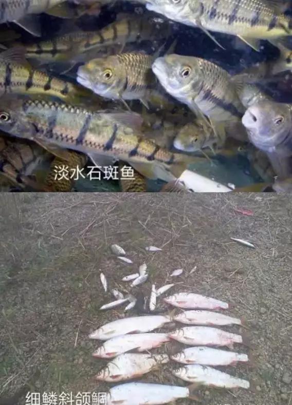 用药除青苔副作用太大不如养这些能够吃掉大量青苔的鱼