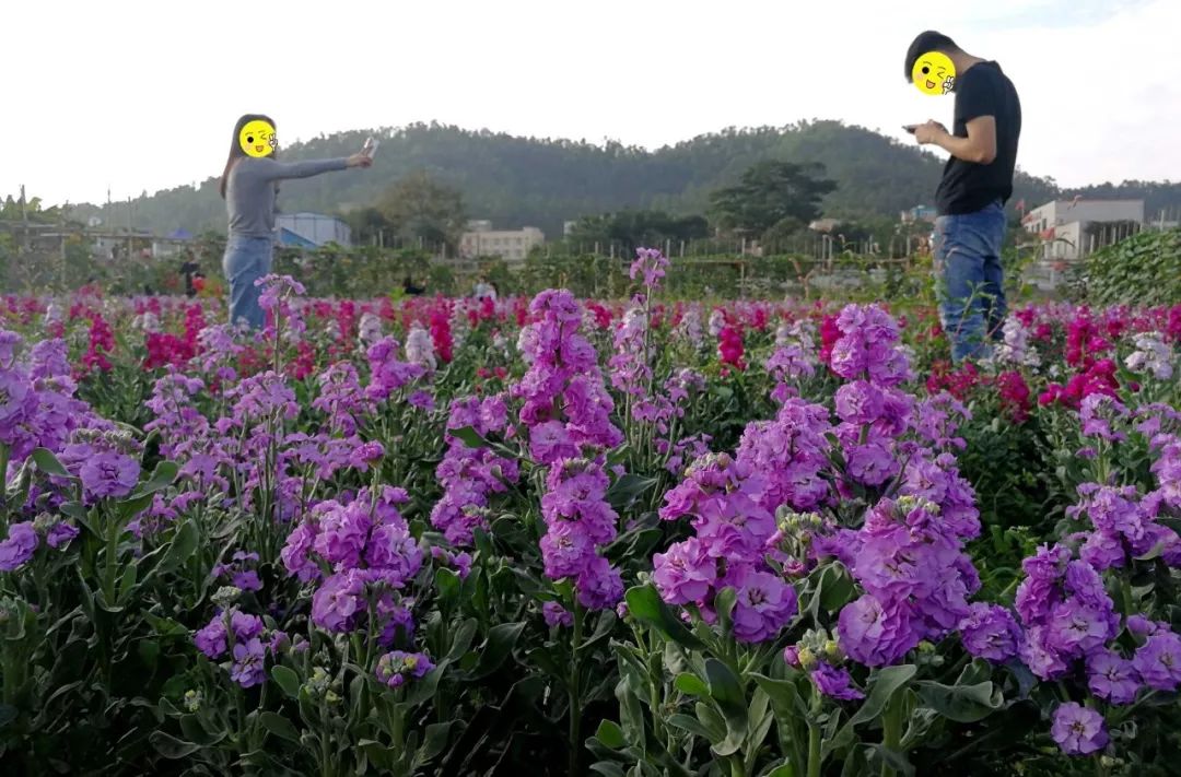 珠海出发20分钟不到大片花海草莓美呆