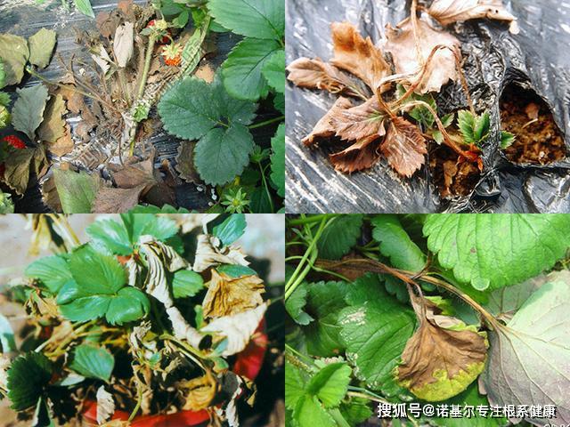 草莓枯萎病(要控氮肥)發病條件:病原菌主要以菌絲體和孢子隨病殘體