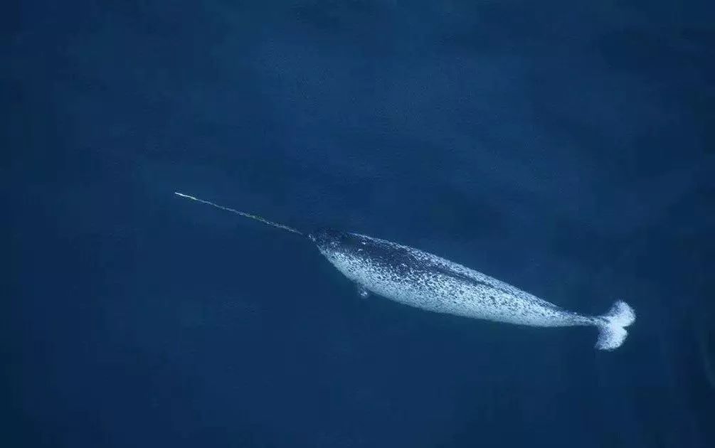 会玩| 抹香鲸一辈子93%的时间都在清醒着等待与你相遇