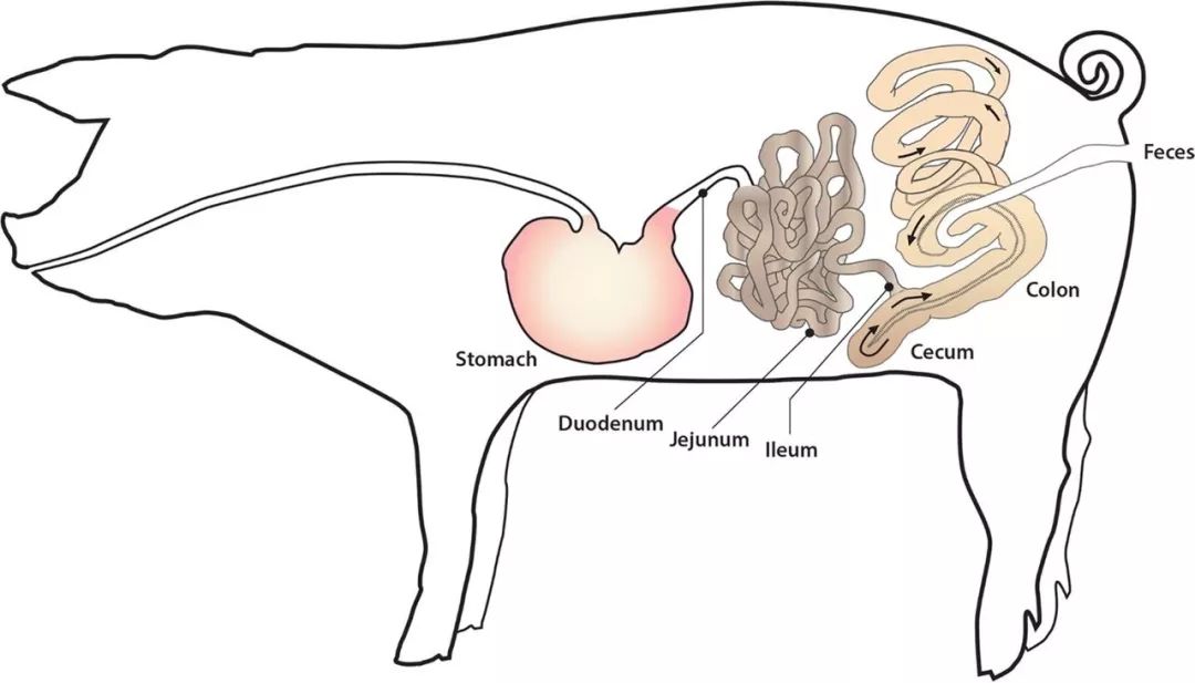 猪的消化器官图片