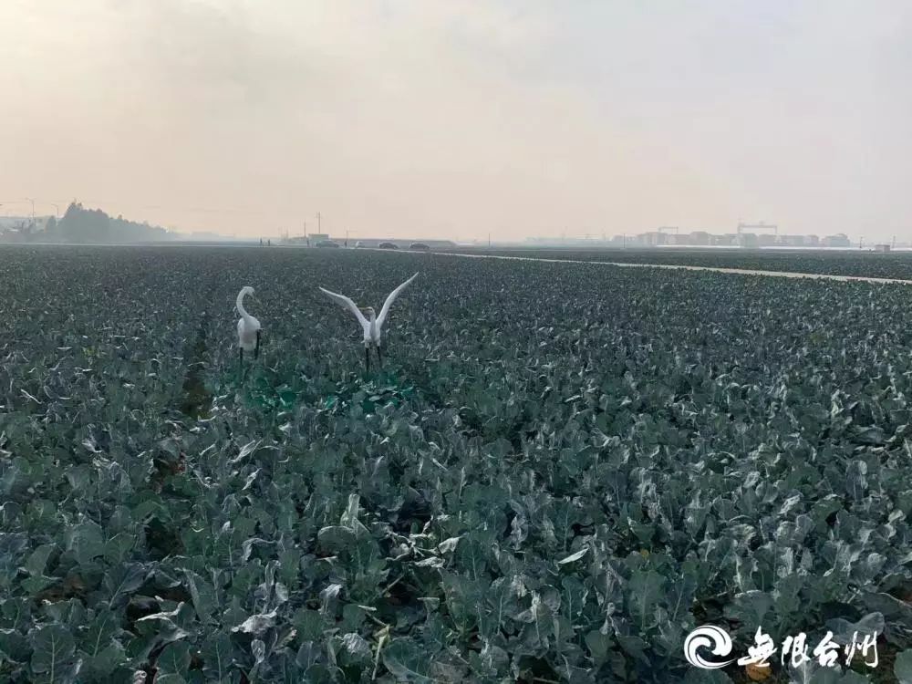 浙江临海西兰花基地图片