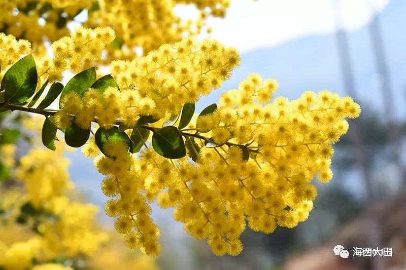 金合歡樹(acacia farnesiana),別名:絨花樹,鴨皂樹,刺球花,消息樹