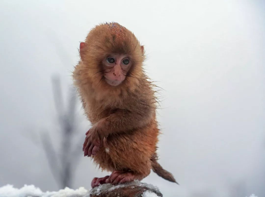 一大波萌猴向你涌来快来中国猴山和它们雪地撒欢