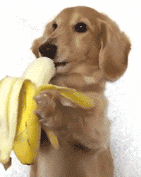 猴子吃香蕉gif图片
