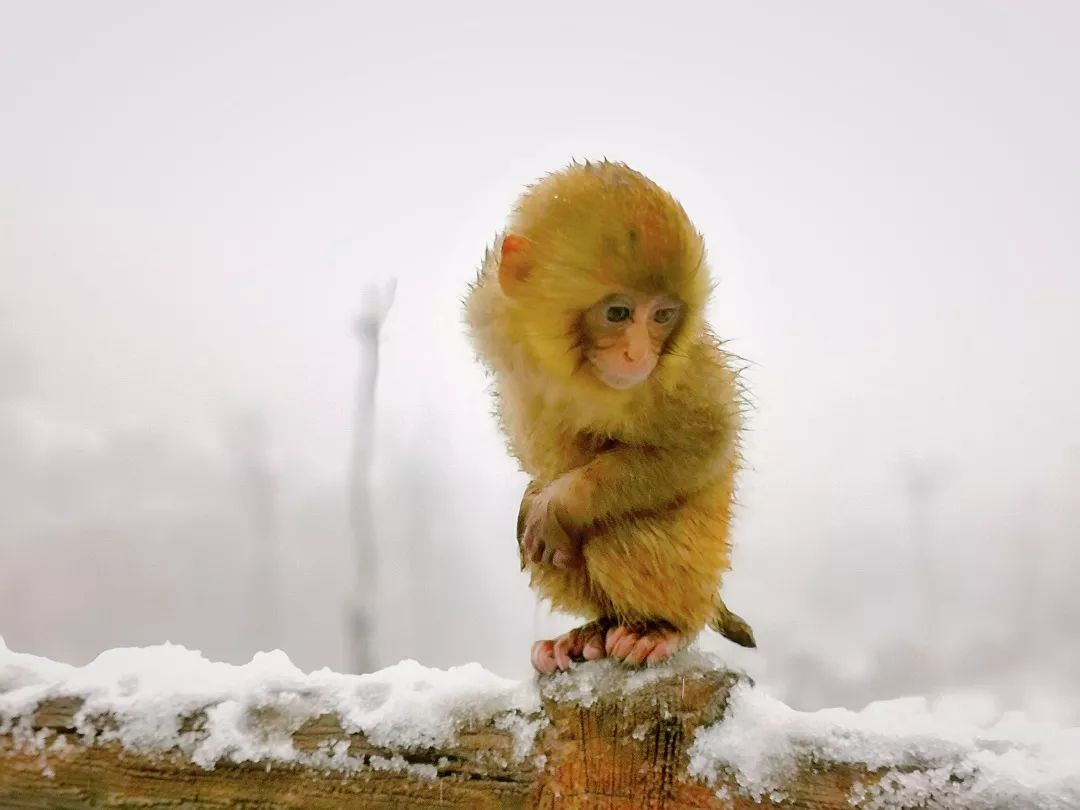 一大波萌猴向你涌来快来中国猴山和它们雪地撒欢