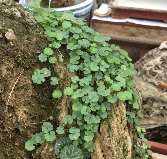 小院里要是看到1种天胡荽请去珍惜比铜钱草值钱珍贵