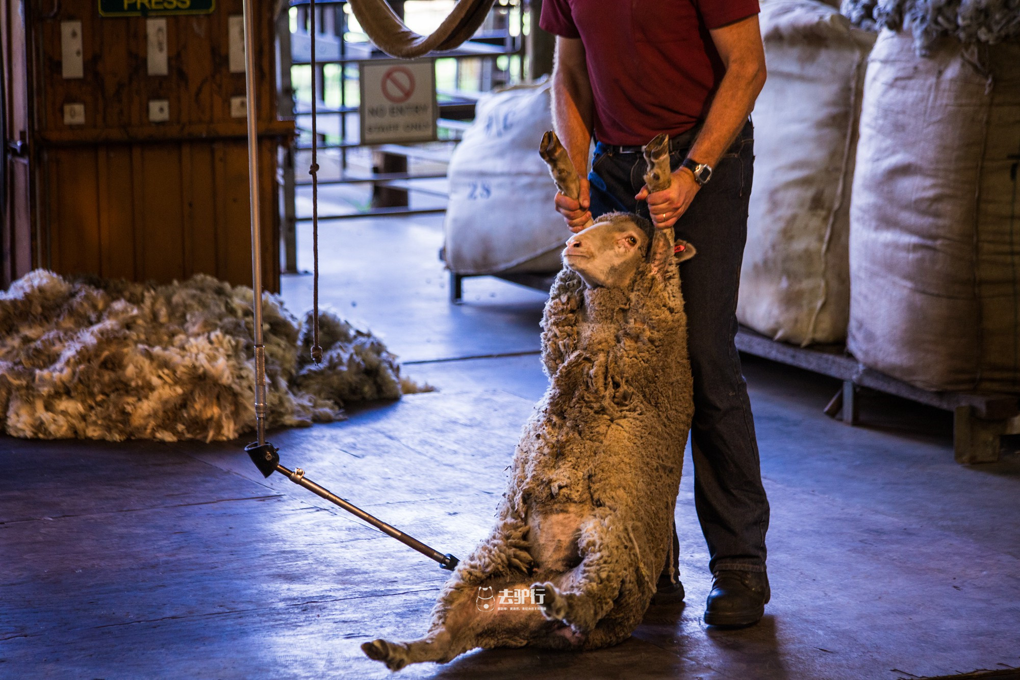 为中国人养羊的大国羊肉被我们包圆火灾正在烧毁我们过年的羊