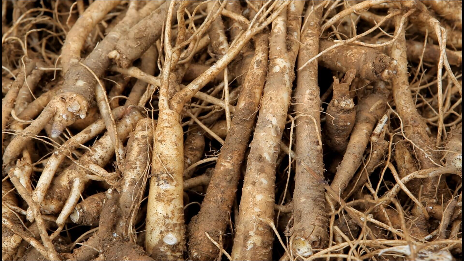 桔梗烘干桔梗加工工艺步骤1净选将桔梗原药材放到净选工作台上,挑捡出