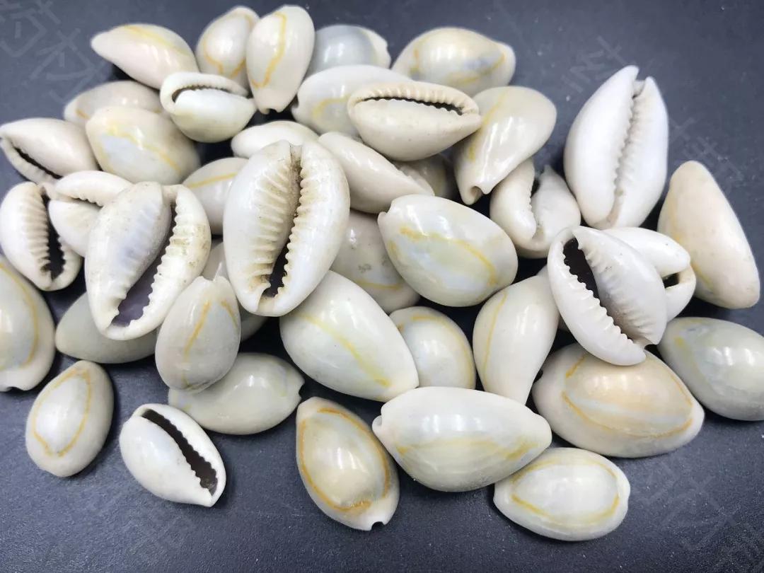 8种贝壳类中药材,高清大图赏析(甲香,石决明,牡蛎,珍珠.