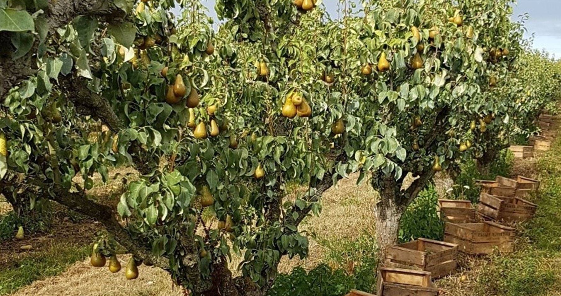 不止联名乔丹还联名果汁?大巴黎出售自家果园梨汁