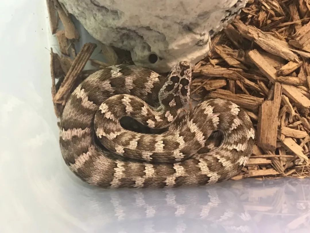 (森林地表-短尾蝮)(森林地表-长岛蝮)(森林地表-乌苏里蝮)(森林地表