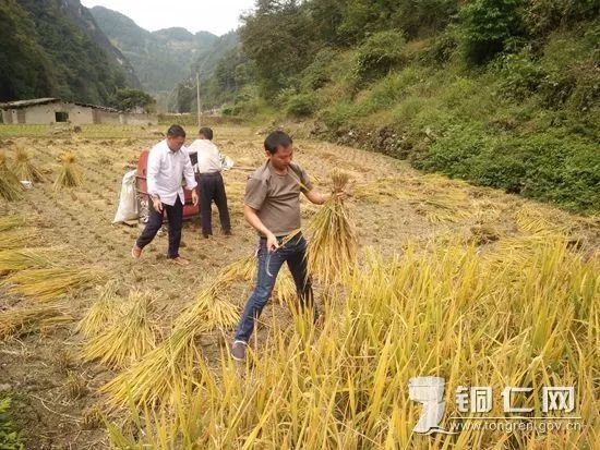 龚飞燕一心为民书写扶贫佳话