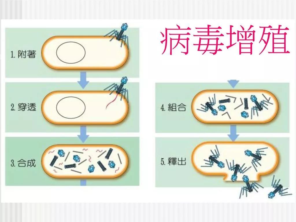 複製週期分五步,基因模板來複制,活細胞內才增殖,病毒複製過程下面